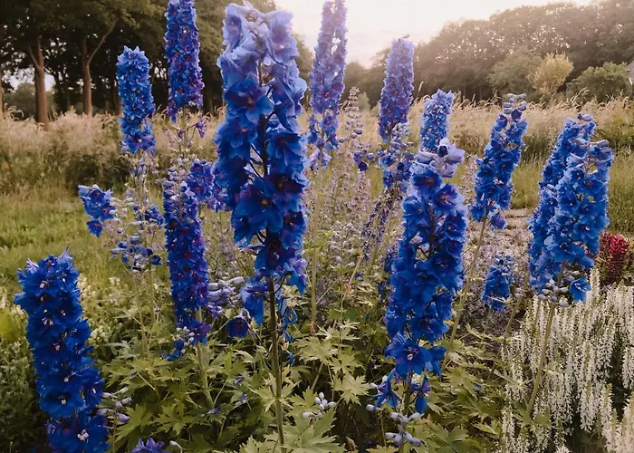 Boutique Erve Hasselo Nocleg ze śniadaniem 4*