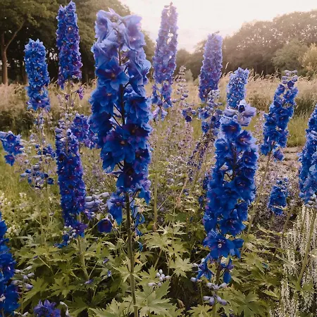 Boutique Erve Hasselo B&B 4*