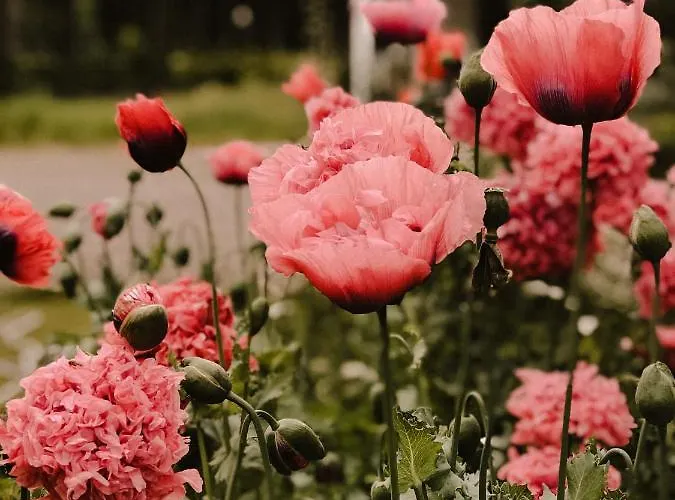 Bed and breakfast Boutique Erve Hasselo 4*