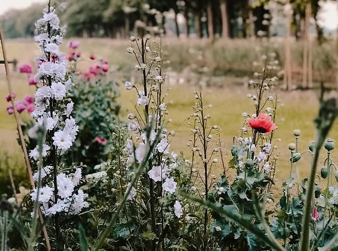 Boutique Erve Hasselo Bed and breakfast Vorden